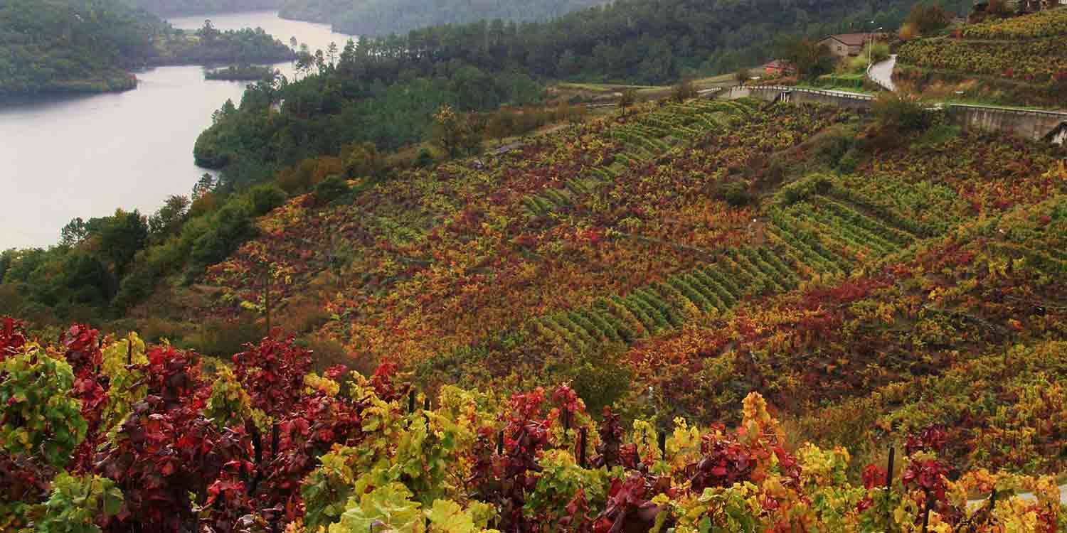 Strolling through vineyards